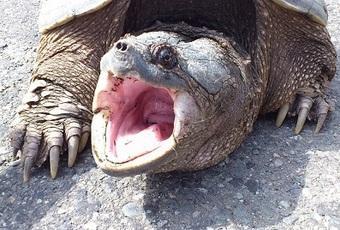 アスファルトの上で口を大きく開けてこちらを威嚇するカミツキガメの写真