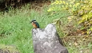 池のそばの岩にとまるカワセミの写真