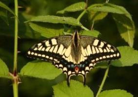 葉の上で羽根を広げるキアゲハの写真