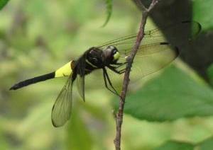 木の枝にとまるコシアキトンボのメスの写真