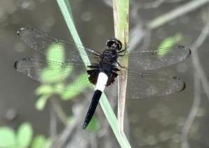 川辺の葉にとまるコシアキトンボの写真