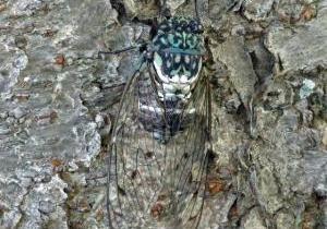 木にとまりじっとしているミンミンゼミの写真