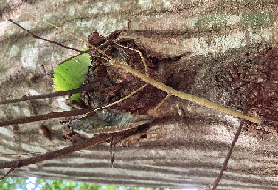 木の枝の節の模様そっくりな体で擬態を行うナナフシの写真