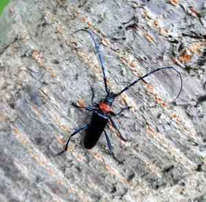 名前のとおりに首の部分が赤いクビアカツヤカミキリの成虫の写真