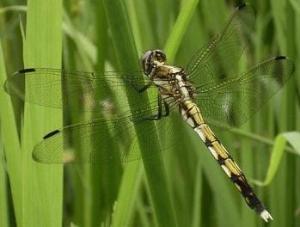 葦の葉にとまるシオカラトンボの写真