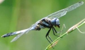 若い稲穂にとまるシオカラトンボの写真