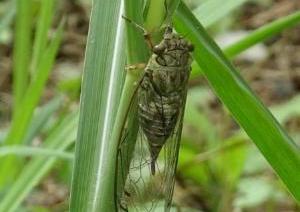 葦の葉にとまるツクツクボウシの写真