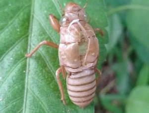 葉にくっついたツクツクボウシの抜け殻の写真