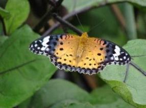 羽の先端がグレーと白のツマグロヒョウモンのメスの写真