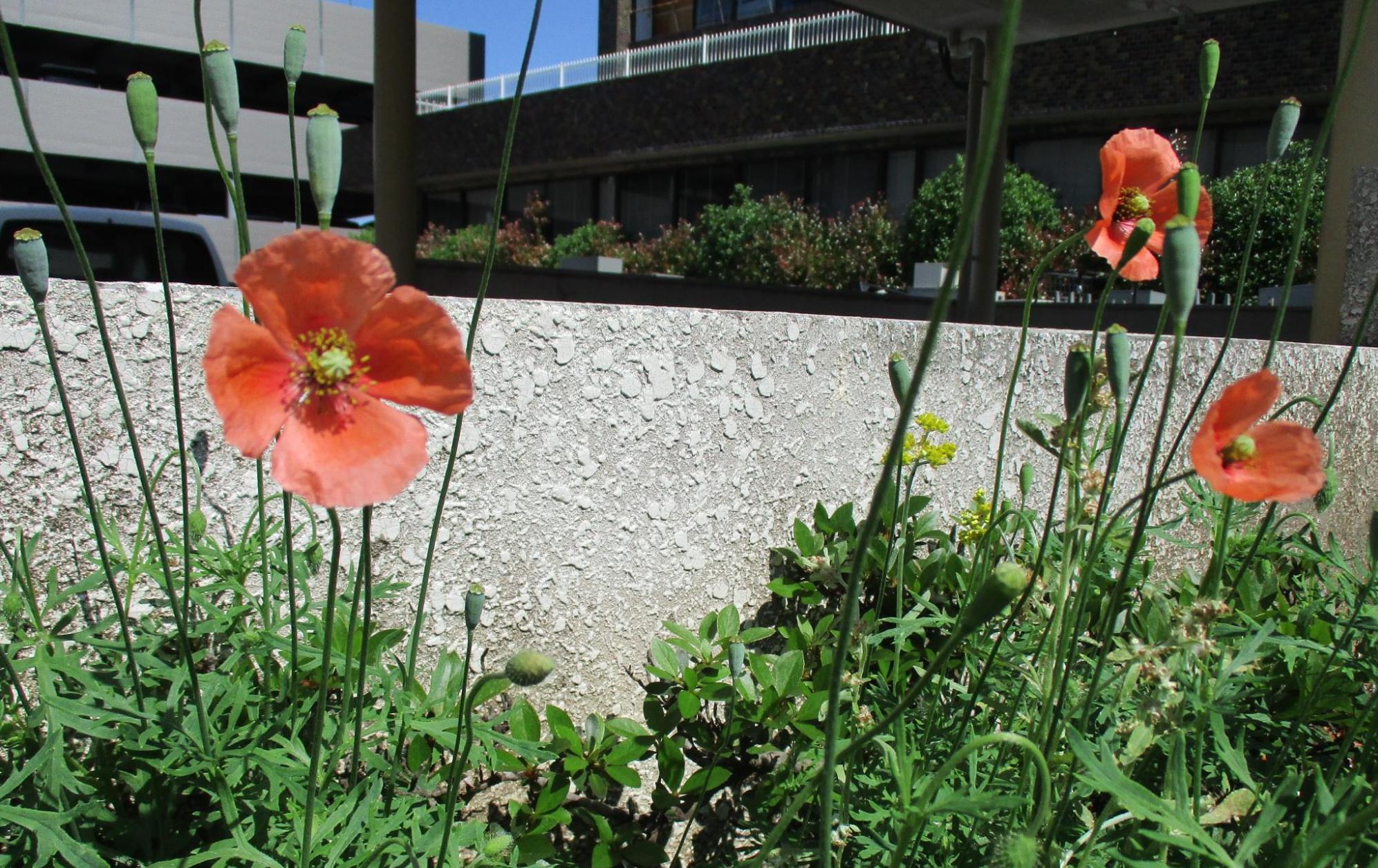 令和6年5月2日撮影ナガミヒナゲシ