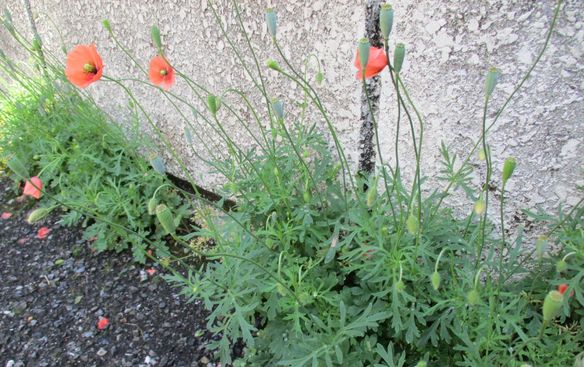 令和6年5月2日撮影ナガミヒナゲシ