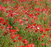 赤いポピーの花畑が広がる一ノ割上根公園の写真