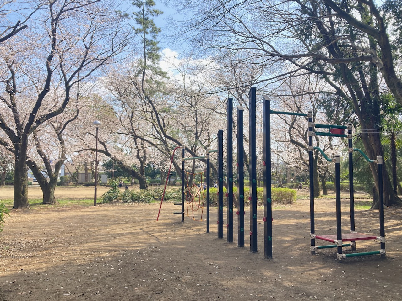 桜とアスレチック広場の写真