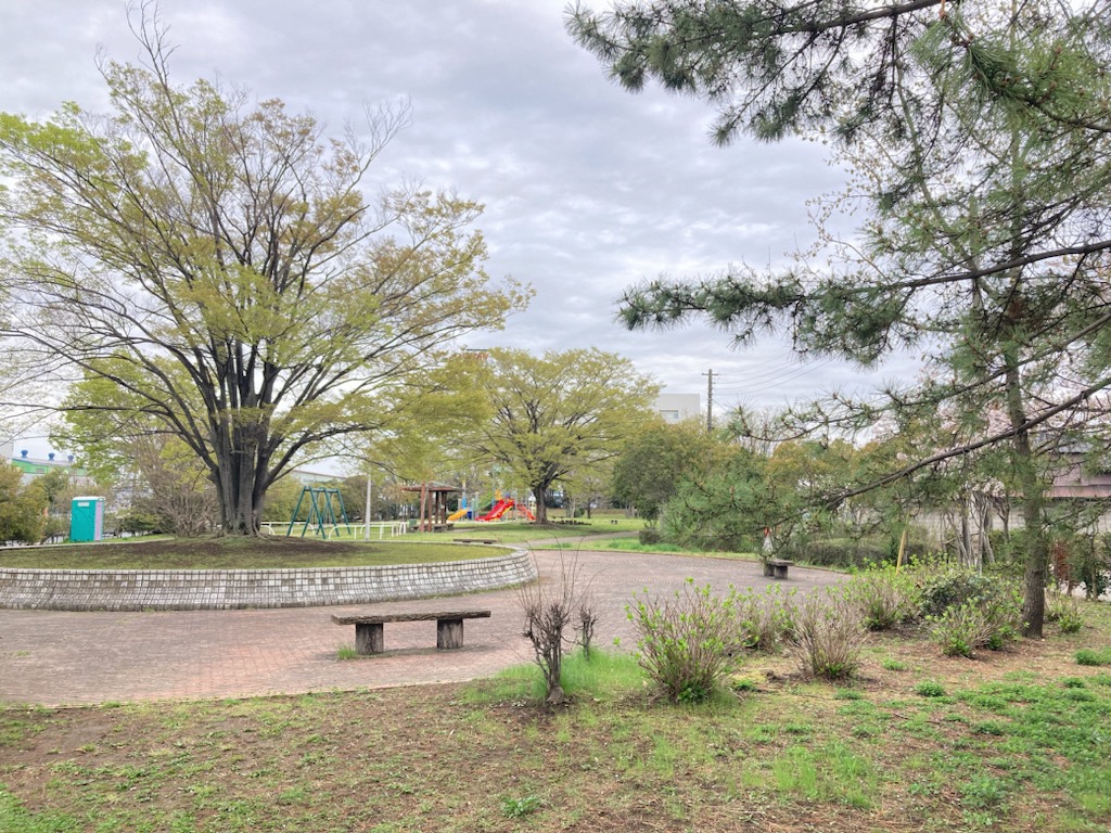 大欅とベンチの写真