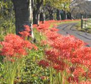 赤い彼岸花が小道に沿って続く散策道の写真