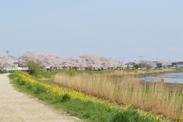 河川敷の奥に満開の桜が咲いている写真