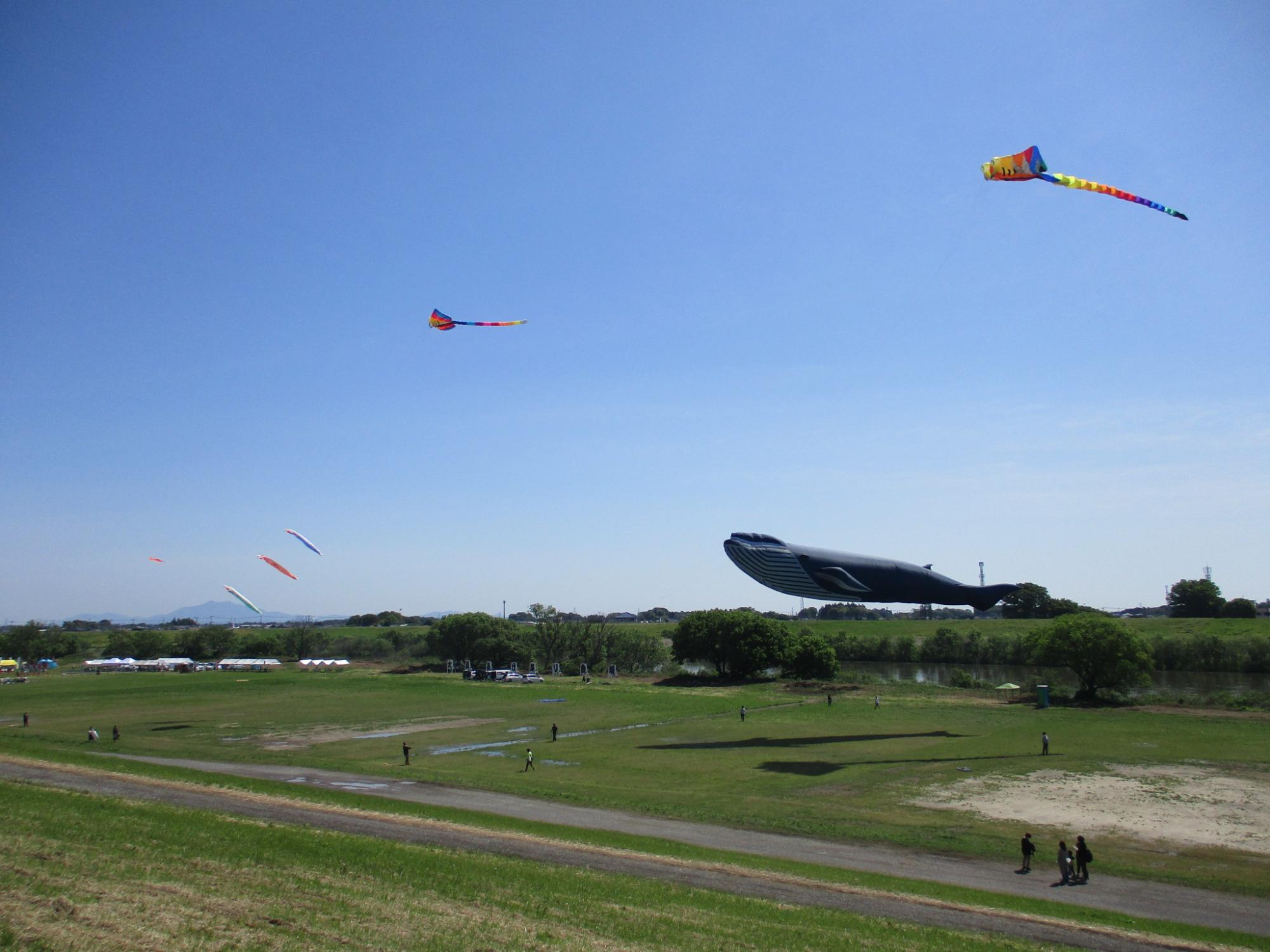 ビッグカイト飛揚