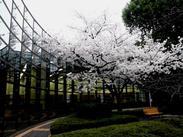 曇り空の下、中庭に咲く1本の桜の木の写真