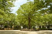 葉の生い茂る木の植わる公園内の写真