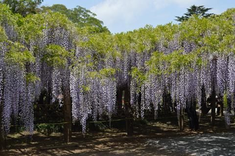 見事に藤の花が咲いて垂れ下がっている写真