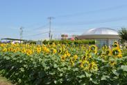 満開のひまわり畑の牛島古川公園第2期とエンゼル・ドームの写真