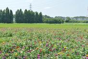 畑の手前に広がる花畑の写真