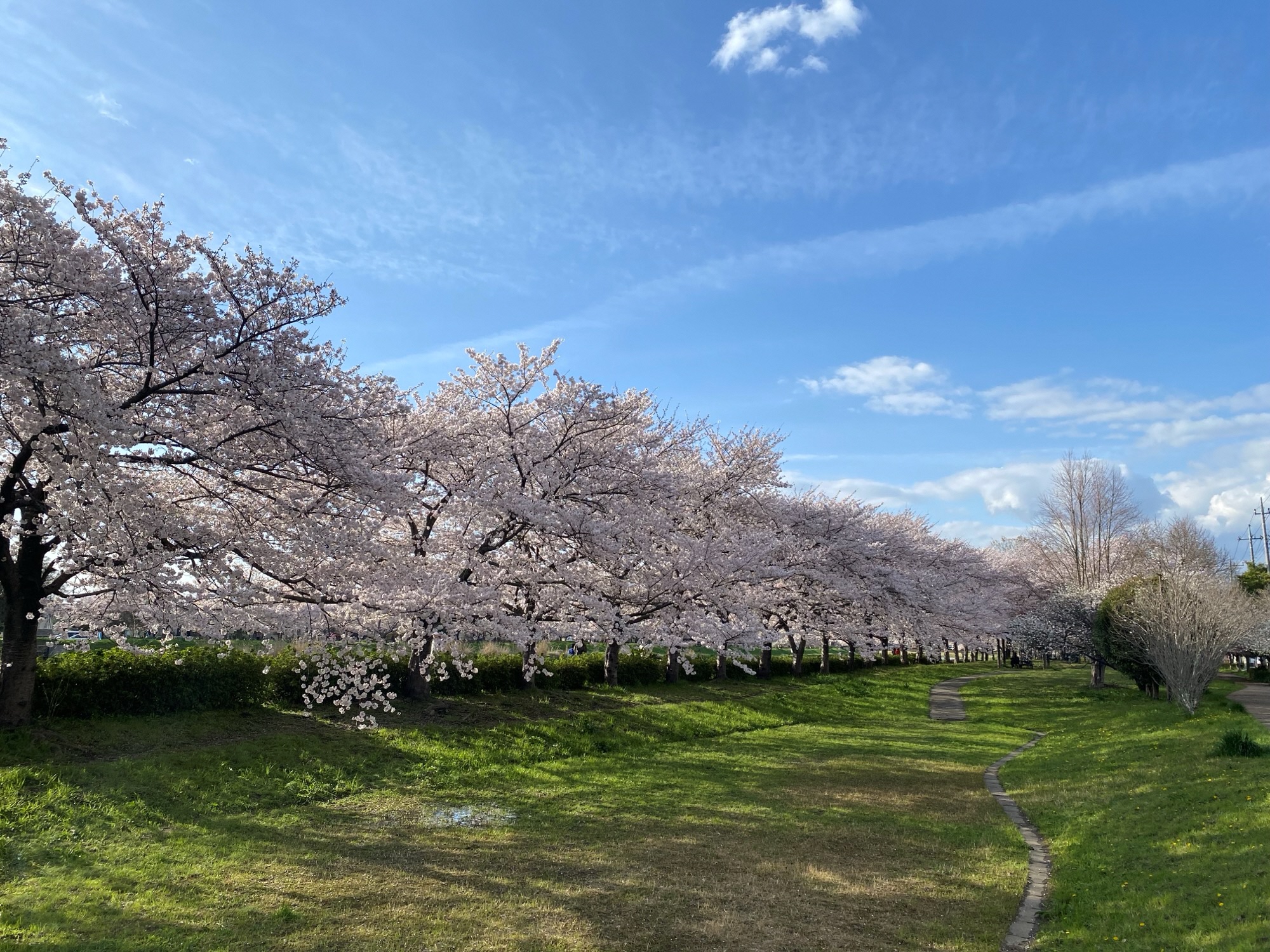 青空の下、桜並木に囲まれた藤塚三本木公園の広場の写真