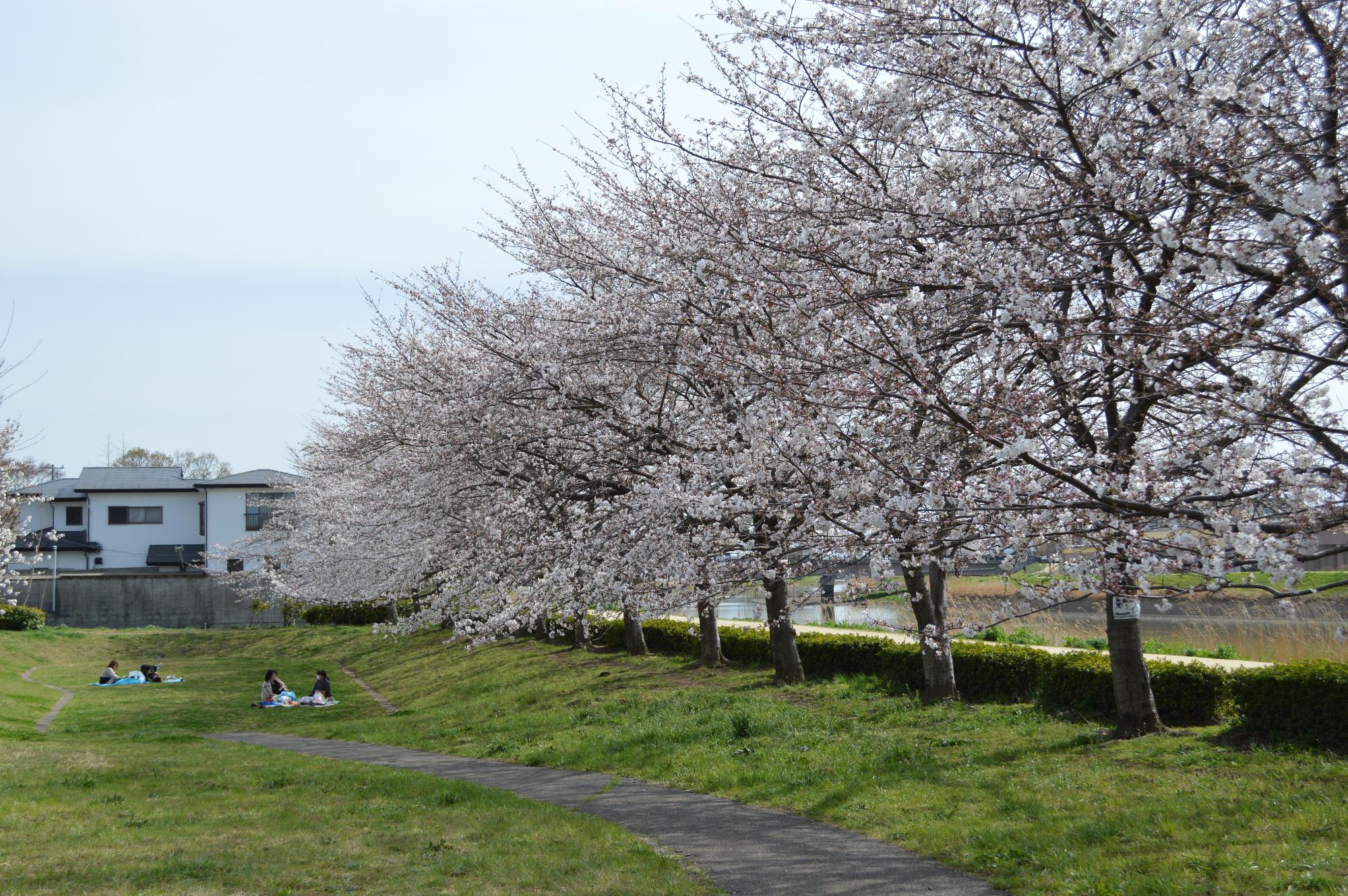 桜並木の下、藤塚三本木公園の広場でお花見を楽しむ人が写っている写真
