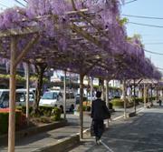 紫色の藤の花が咲く藤棚の写真