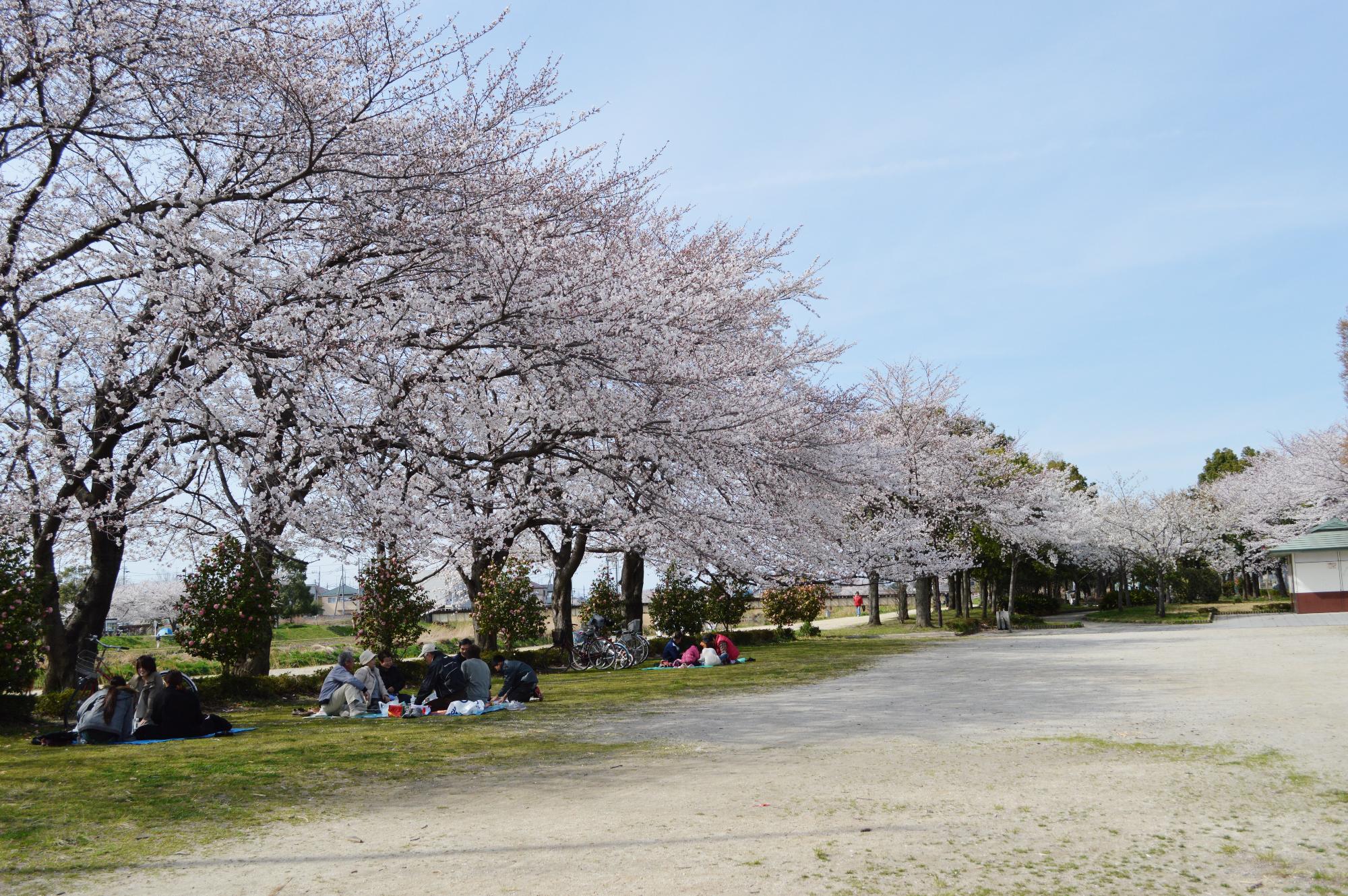 桜並木のもとお花見を楽しむ人が写る様子