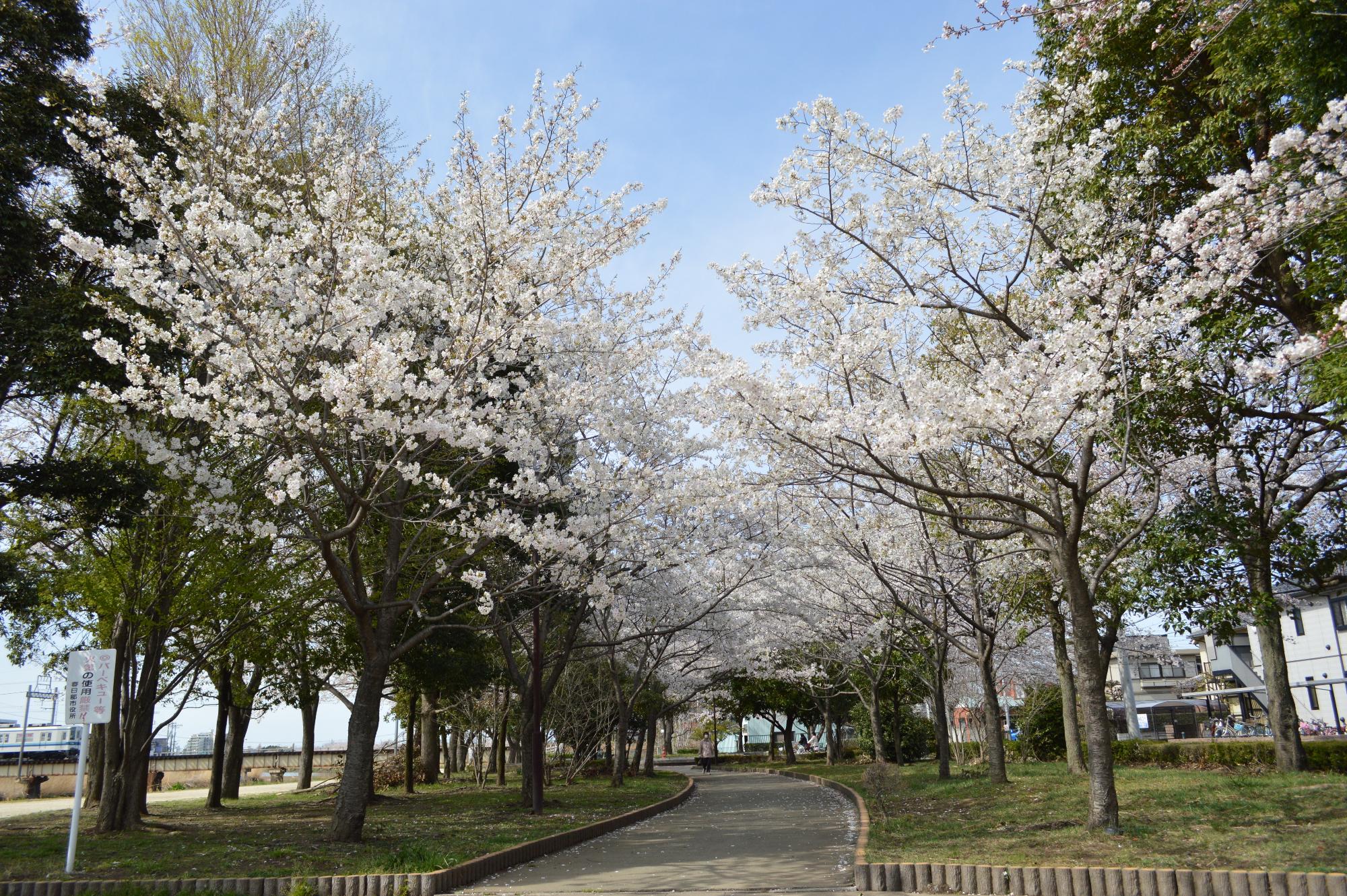 木々と桜が連なる一本道の写真