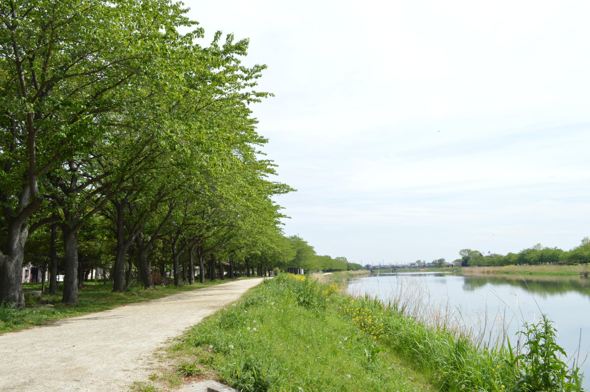 古利根川沿いに連なる木々の写真