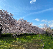 青々とした空に桜並木が映えている様子