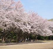 満開の桜の木々に集まる花見客の写真