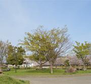 青空の下枝を伸ばす欅の木の写真