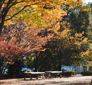 ベンチを取り囲むように葉をつける紅葉の木々の写真