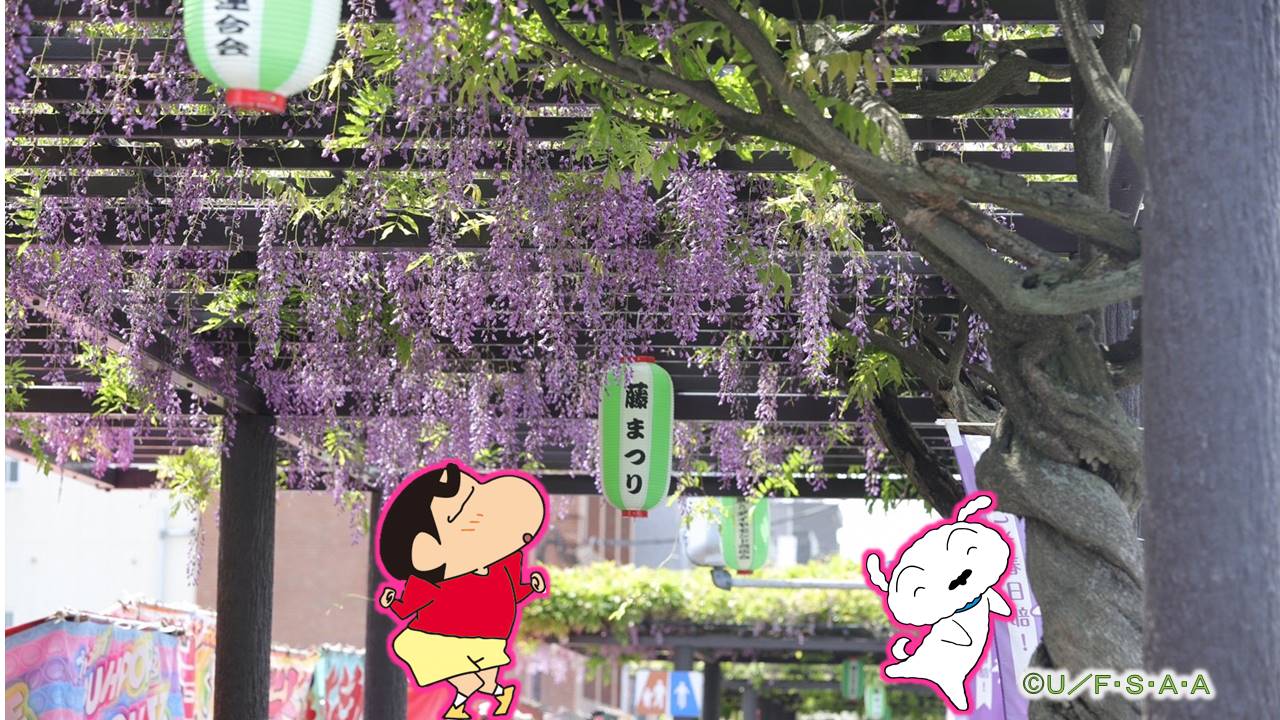 野原しんのすけとシロが藤まつりを紹介