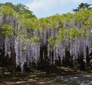 満開の藤の花が枝垂れ咲く藤花園の写真