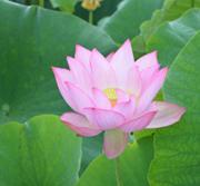 一輪のピンク色の蓮の花の写真