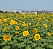 満開のひまわり畑の牛島古川公園 第2期の写真