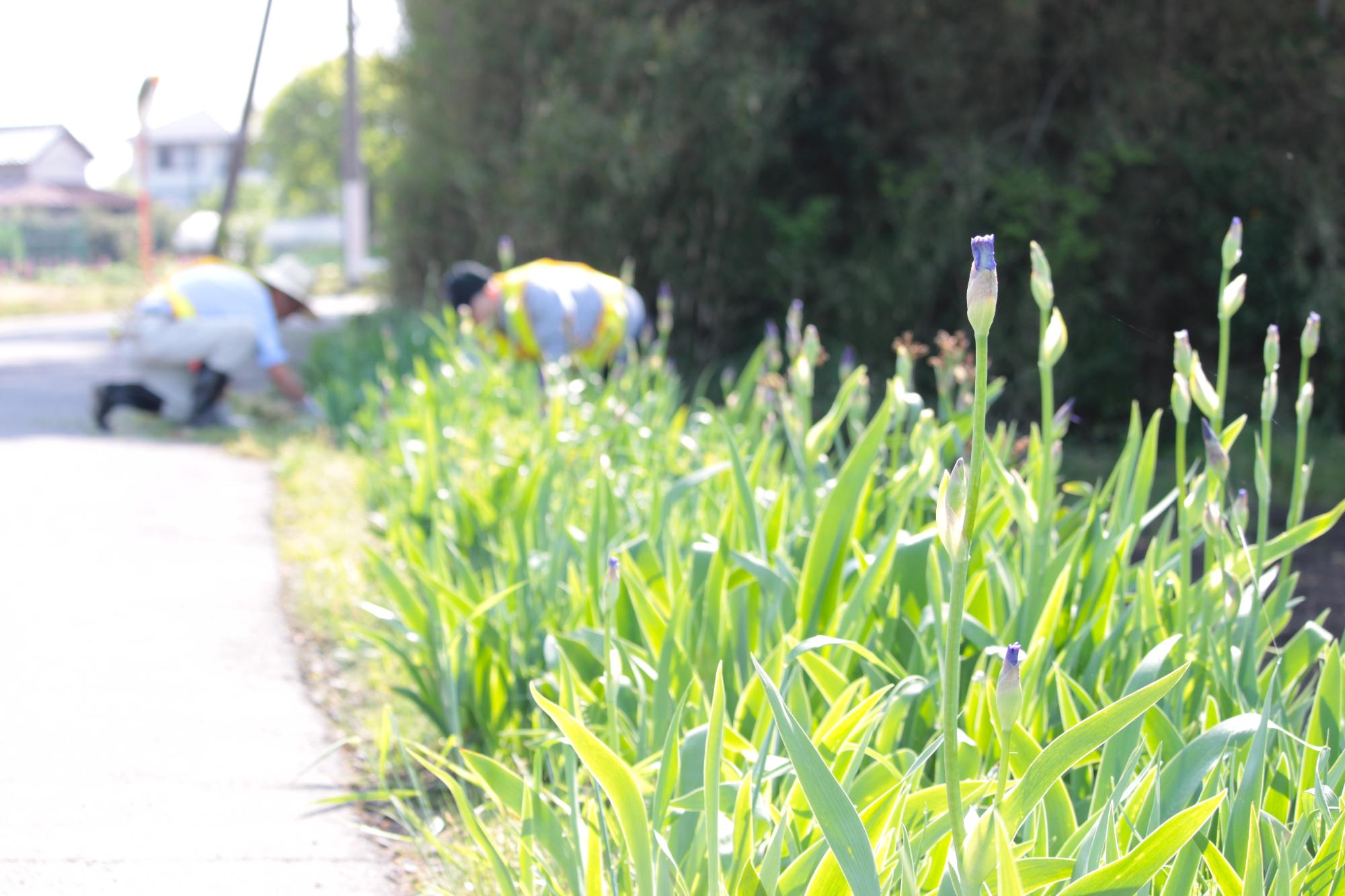 ジャーマンアイリスのつぼみ