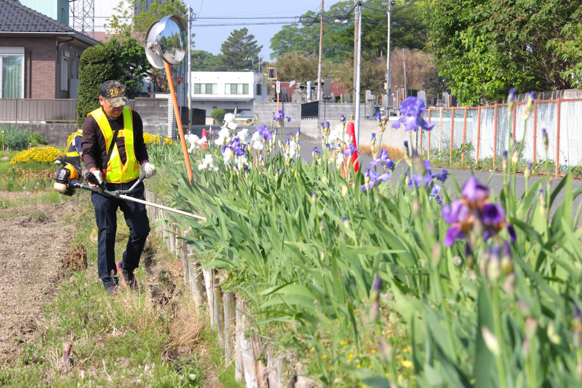花が傷つかない範囲は草刈り機を使って草刈りをする様子