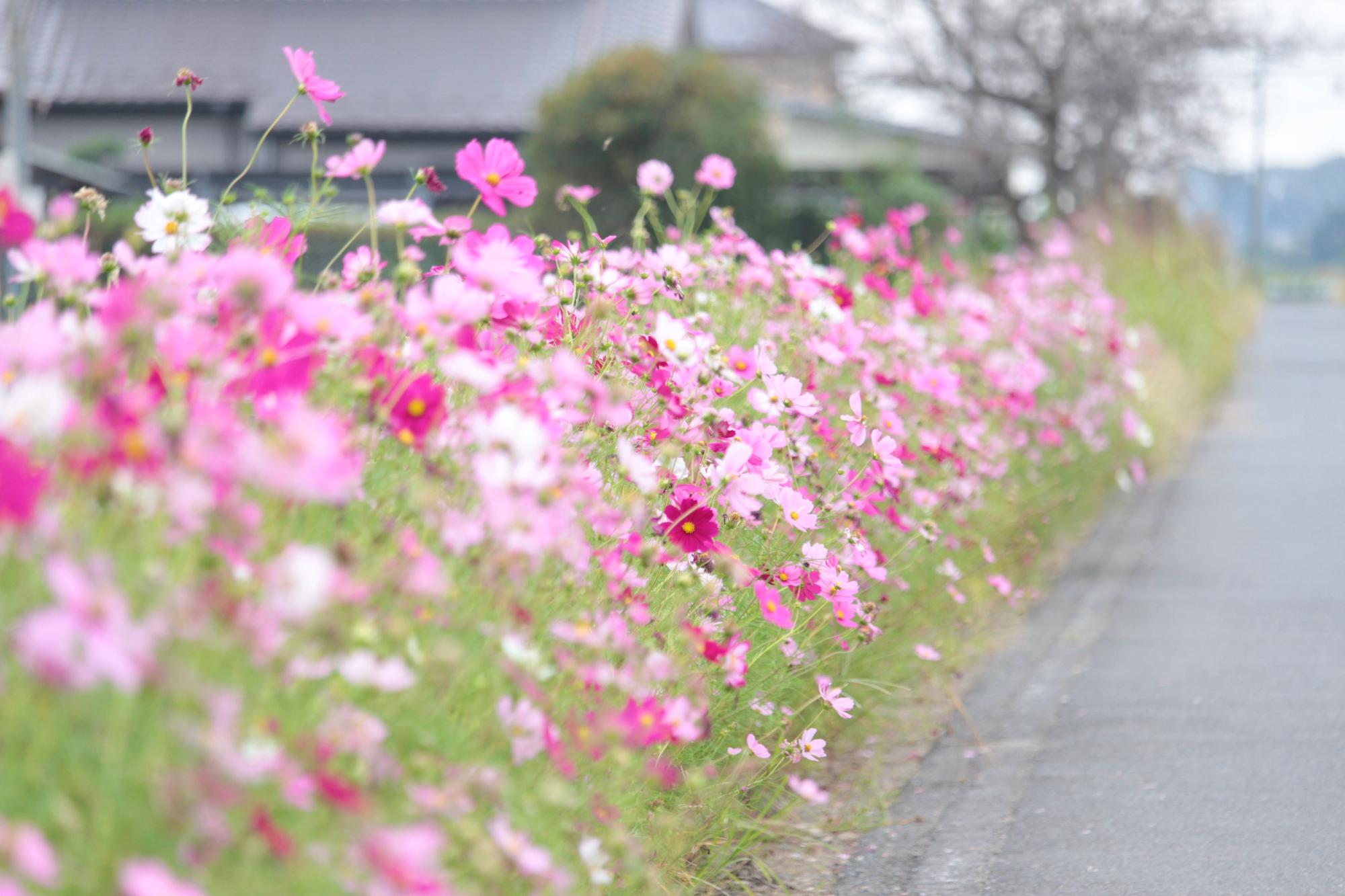 道路沿いに咲くコスモス
