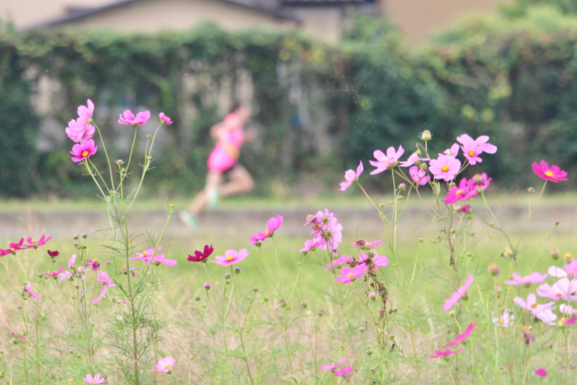 駅伝コースに咲くコスモス