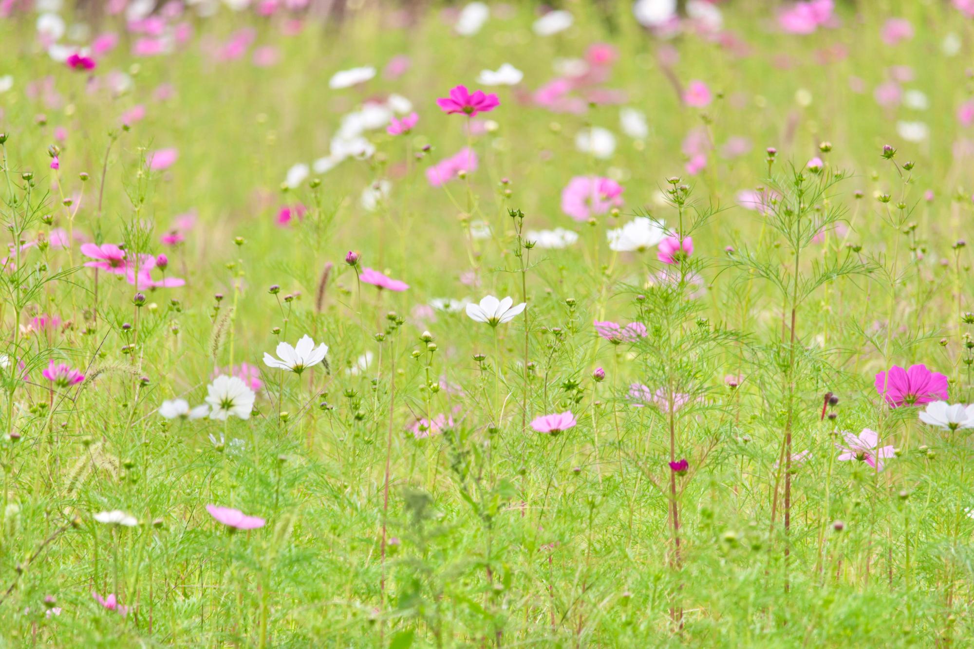 つぼみが多く、見頃はこれからの模様