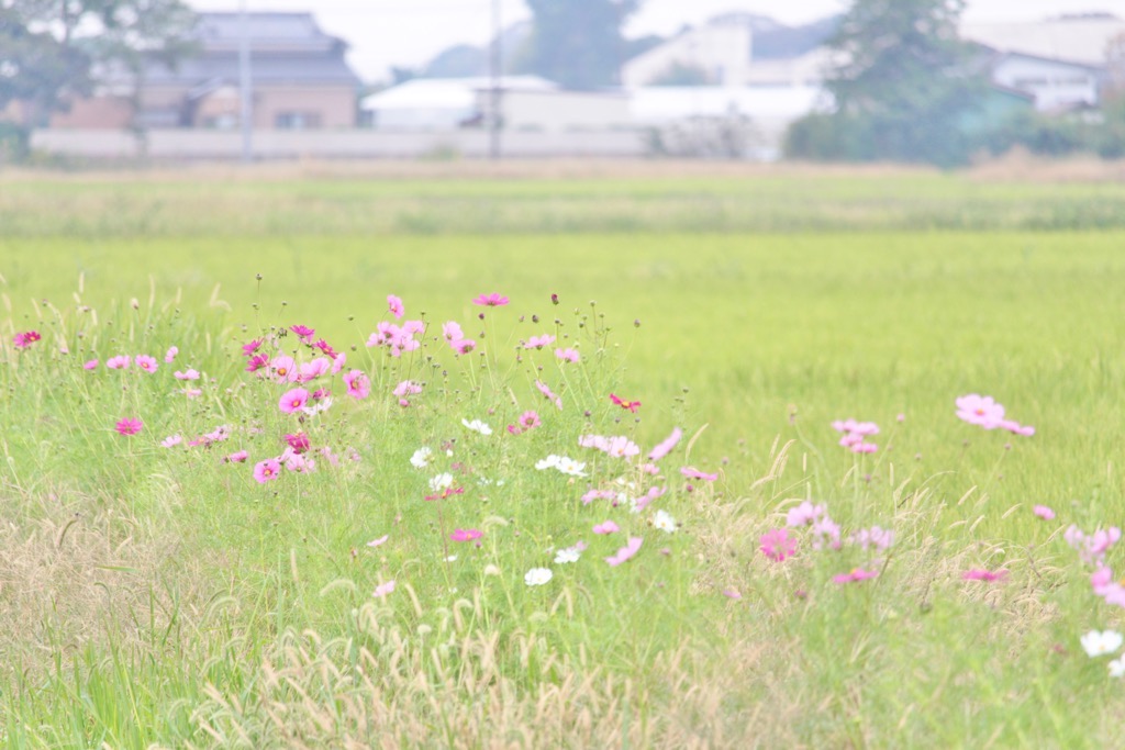 ピンクや白のコスモスが田園風景に咲いている様子