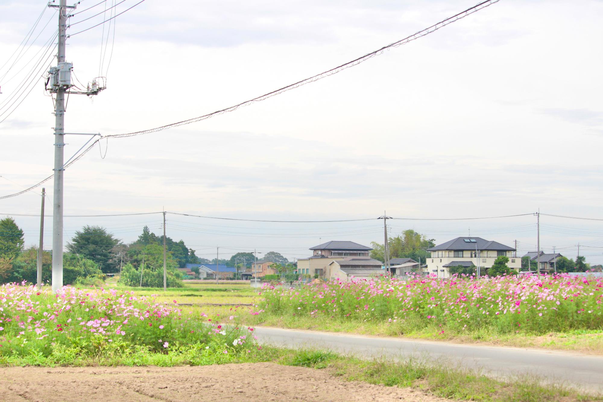 道路の両側にあるコスモス畑
