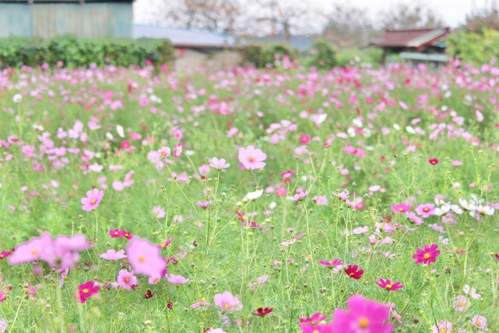 広がる花畑には、つぼみも多くある