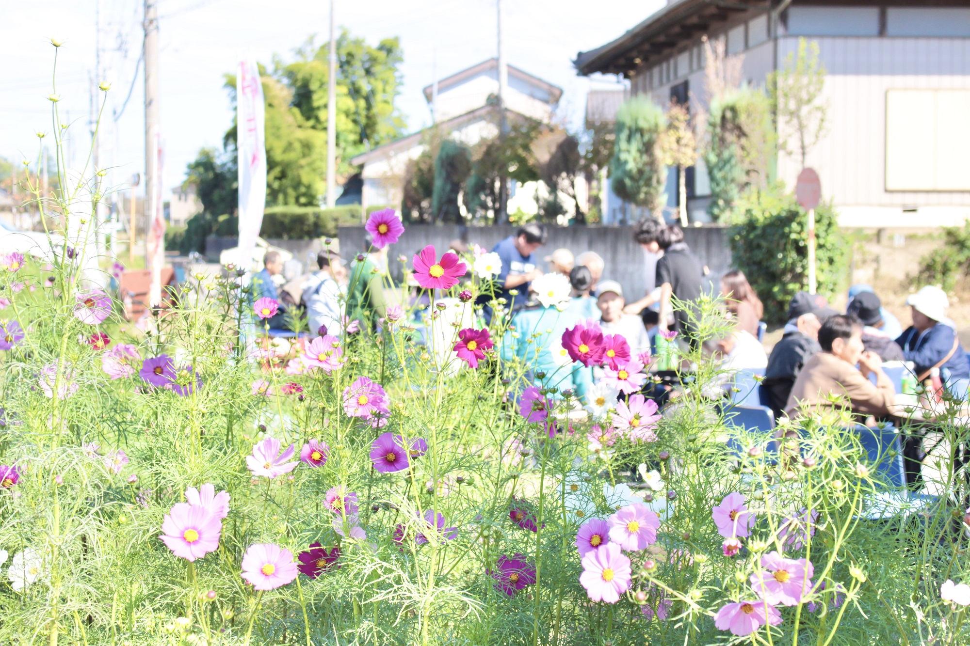 各自作ったおにぎりを持って、安全なコスモス畑に移動して食べる訓練