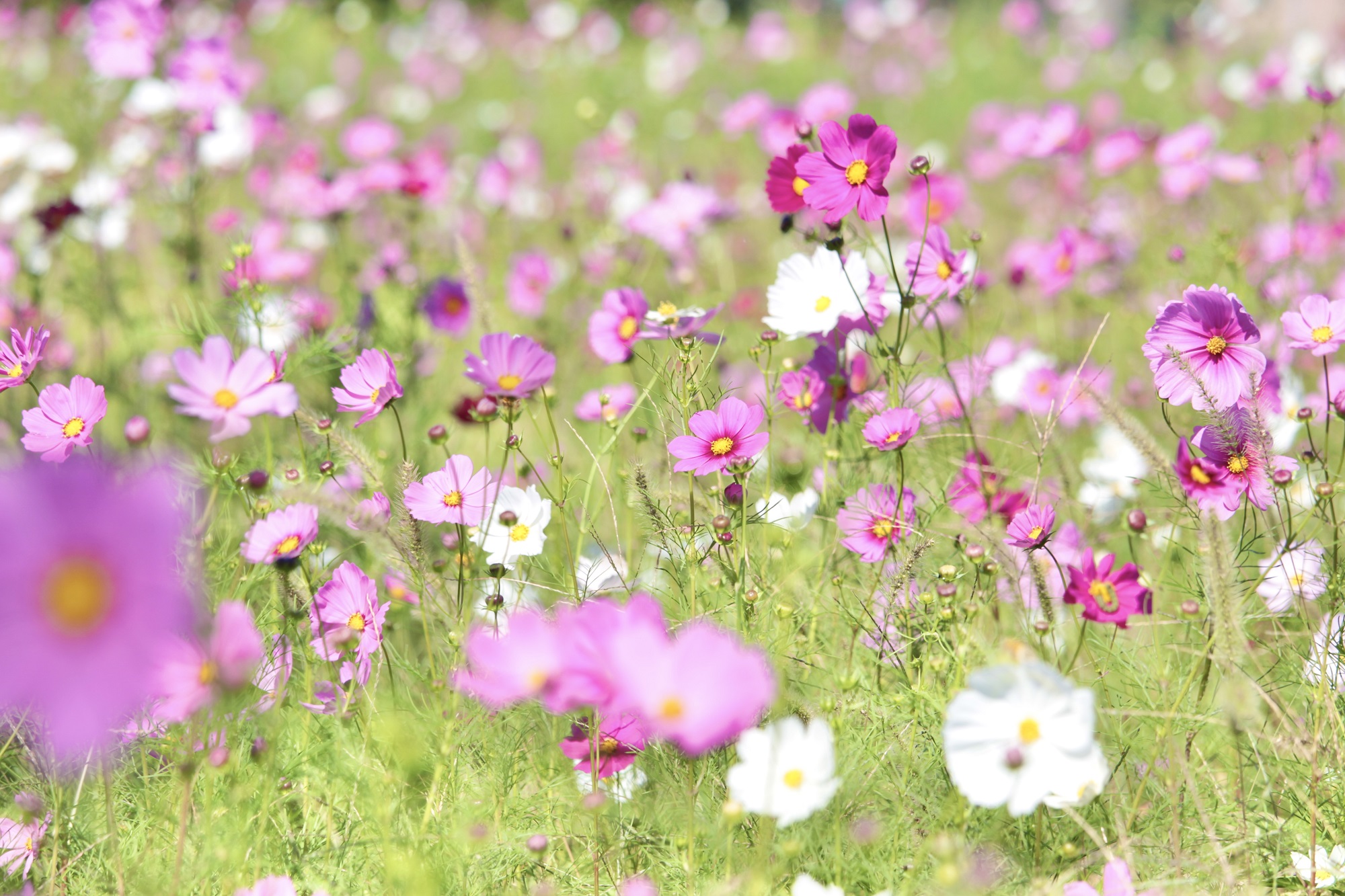 これから満開を迎えるコスモス畑